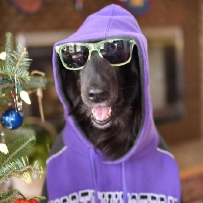 murfalo — dog in purple hoodie and sunglasses